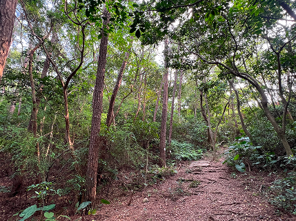 採集點 濕地松區